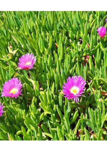 Videolu 1 Adet Pembe Buz Çiçeği (Yer Örtücü) 5-15 cm Tüplü Çiçekli Bodur Bitkiler Mesembryanthemum modelleri