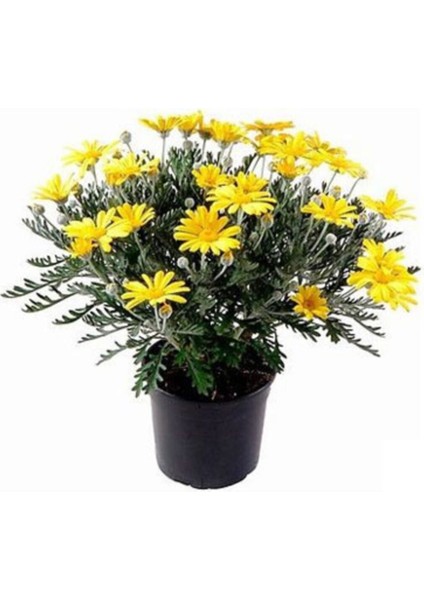 Sarı Papatya - Sarı Çalı Papatyası (Euryops Pectinatus)