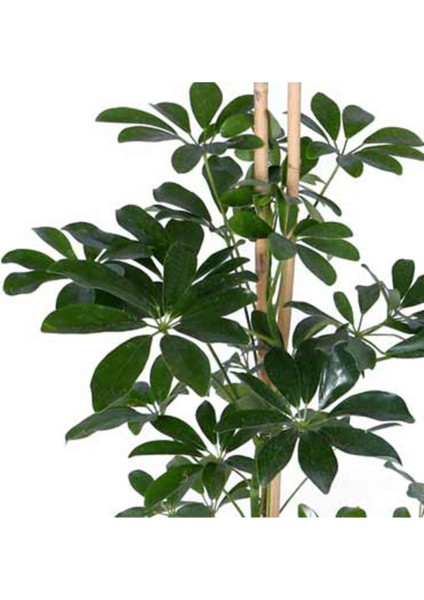 Yeşil Şeflera – Schefflera Arboricola Nora - Bitki Boyu 60-80 cm