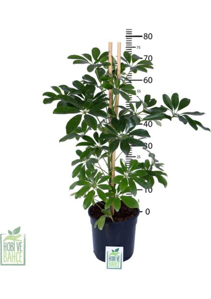 Yeşil Şeflera – Schefflera Arboricola Nora - Bitki Boyu 60-80 cm