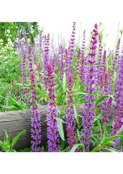 Adaçayı Bitkisi (Salvia Officinalis)