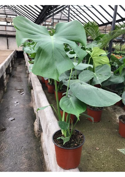 Deve Tabanı Bitkisi Monstera Deliciosa Ithal 60-70CM