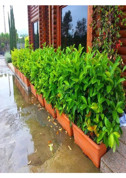 Videolu Kartopu Çit Bitkisi (30 60 Cm)5 Adet Saksılı Dış Mekan Süs Bitkisi Viburnum Lucidum