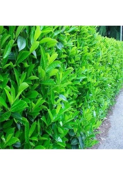 Videolu Kartopu Çit Bitkisi (30 60 Cm)5 Adet Saksılı Dış Mekan Süs Bitkisi Viburnum Lucidum