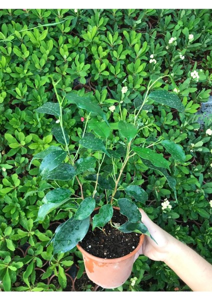 Ficus Benjamina Danielle-Benjamin Bitkisi