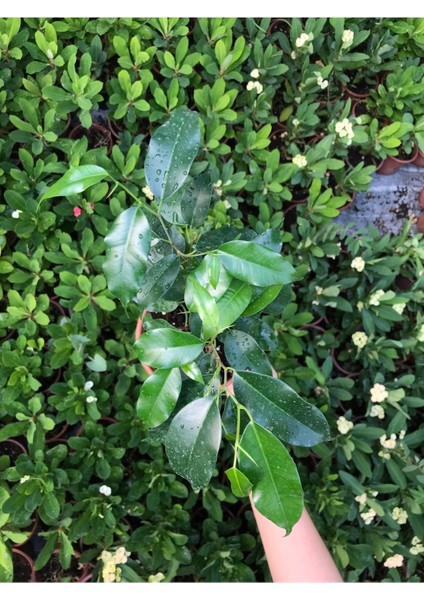 Ficus Benjamina Danielle-Benjamin Bitkisi