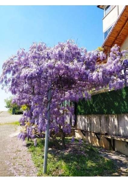 Videolu Mor Salkım Çiçeği Fidanı Bahçe Balkon Bitkisi (30 40CM)1 Adet Saksılı Buddleja Davidii