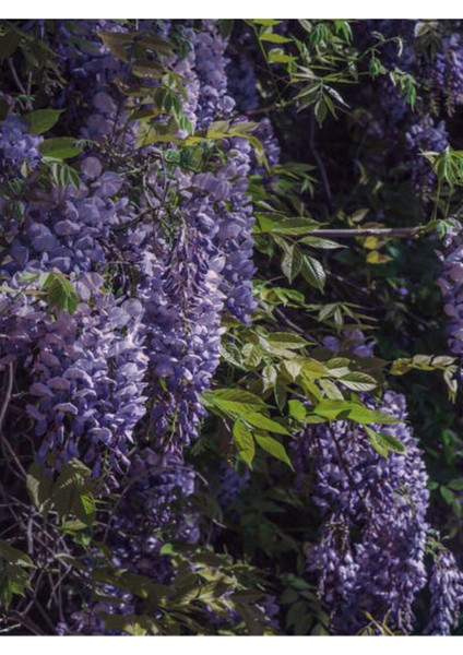 Videolu Mor Salkım Çiçeği Fidanı Bahçe Balkon Bitkisi (30 40CM)1 Adet Saksılı Buddleja Davidii