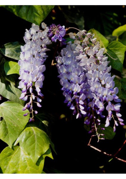 Videolu Mor Salkım Çiçeği Fidanı Bahçe Balkon Bitkisi (30 40CM)1 Adet Saksılı Buddleja Davidii