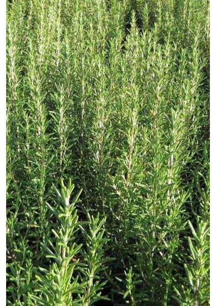Serada Decor&plant Saksılı Biberiye Fidanı 1 Adet 15-25 cm Rosemary fiyatları