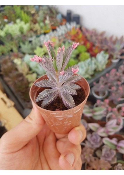 Pembe Aşkın Gözyaşı Çiçeği Sukulent