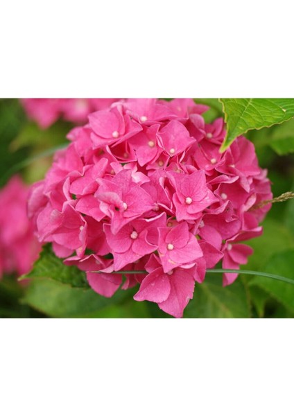 Tüplü Pembe Ortanca Fidanı 30CM 12 Ay Dikim...