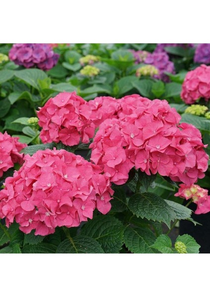 Tüplü Pembe Ortanca Fidanı 30CM 12 Ay Dikim...
