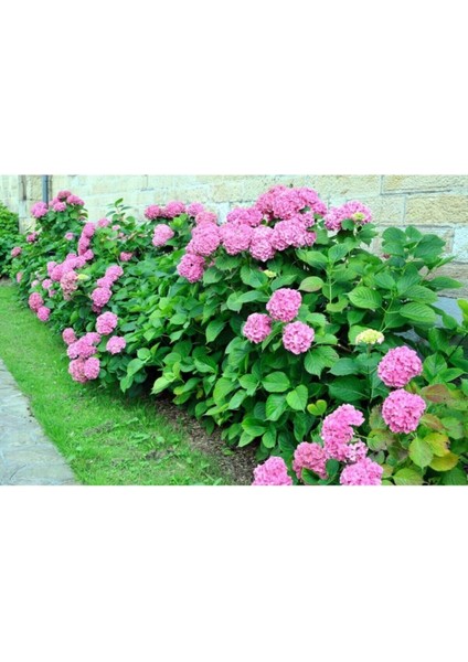 Tüplü Pembe Ortanca Fidanı 30CM 12 Ay Dikim...