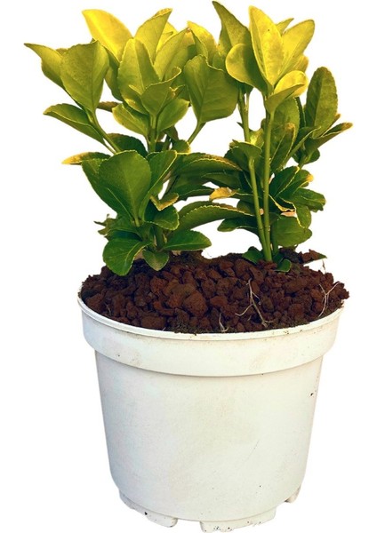 Gold Taflan Euonymus Japonica Aurea