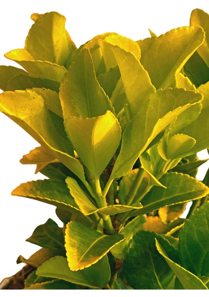 Gold Taflan Euonymus Japonica Aurea fiyatları