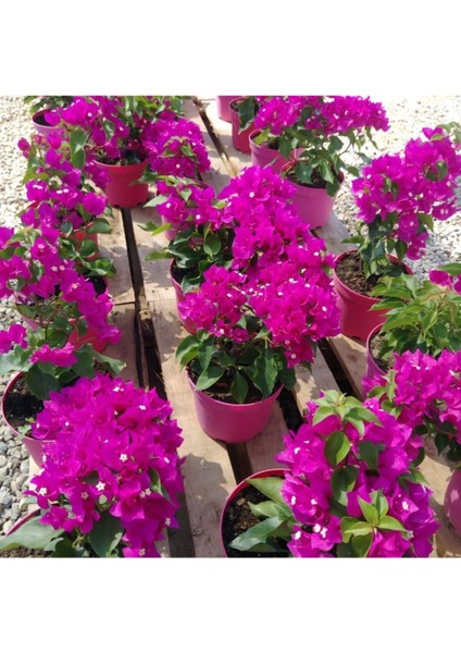 Bodur Begonvil - Begonvil - Bodrum Begonvili Bougainvillea Bahçe Balkon Teras