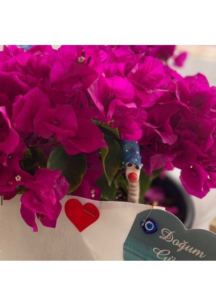 Bodur Begonvil - Begonvil - Bodrum Begonvili Bougainvillea Bahçe Balkon Teras