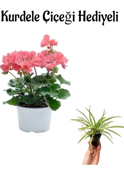 Açık Pembe Sardunya Çiçeği Kadınlar Gününe Özel Kurdele Çiçeği Hediyeli