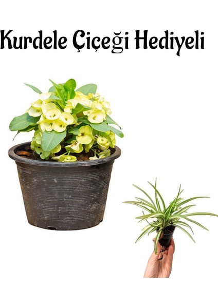 Kadınlar Gününe Özel Sarı Renk Milii Dikenler Tacı Çiçeği Kurdele Çiçeği Hediyeli