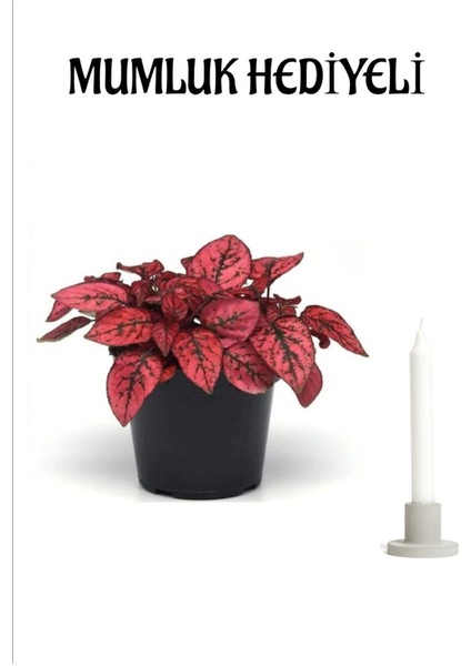 Kadınlar Gününe Özel Kırmızı Hostes(Hypoestes) Çiçeği Mumluk Hediyeli