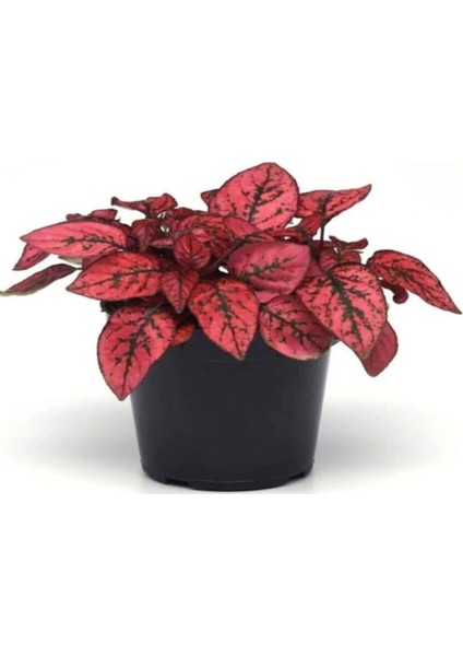 Kadınlar Gününe Özel Kırmızı Hostes(Hypoestes) Çiçeği Mumluk Hediyeli fiyatları