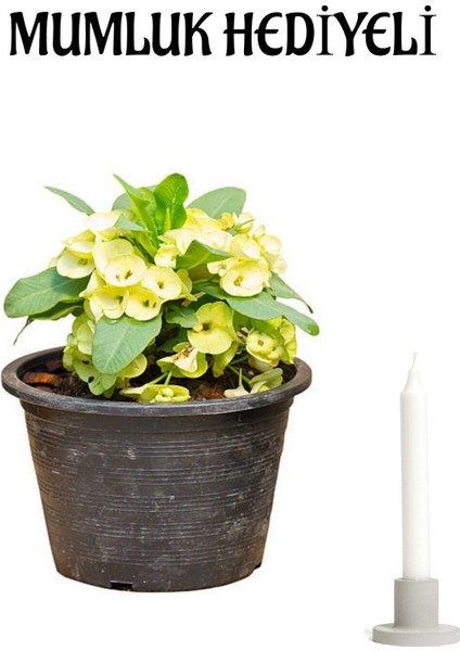 Sarı Renk Milli Dikenler Tacı Çiçeği Kadınlar Gününe Özel Mumluk Hediyeli Bitki