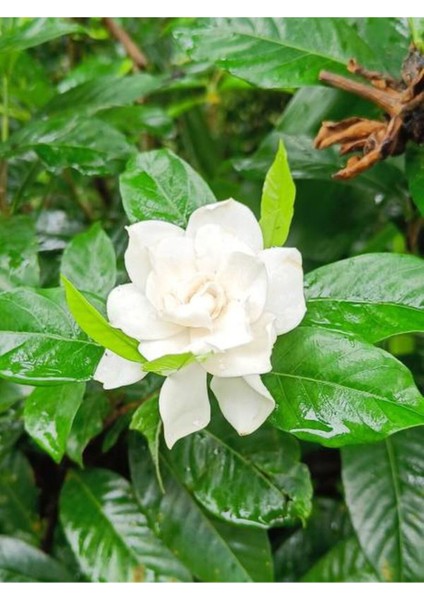 Videolu 1 Adet Kadınlar Gününe Özel Gardenya Çiçeği 20-30CM Saksılı Sukulent Hediye Gardenia