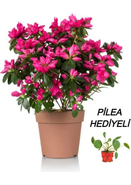Videolu Kadınlar Gününe Özel Pilea Çiçeği Hediyeli Açelya Çiçeği (20 30 Cm)1 Adet Rhododendron