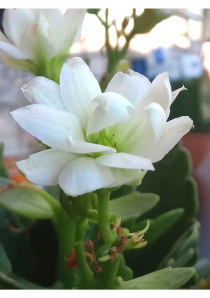 Videolu 1 Adet Beyaz Renk Kalanşo Çiçeği 10-20 cm Saksılı Çiçekli Bodur Bitkiler Kalanchoe