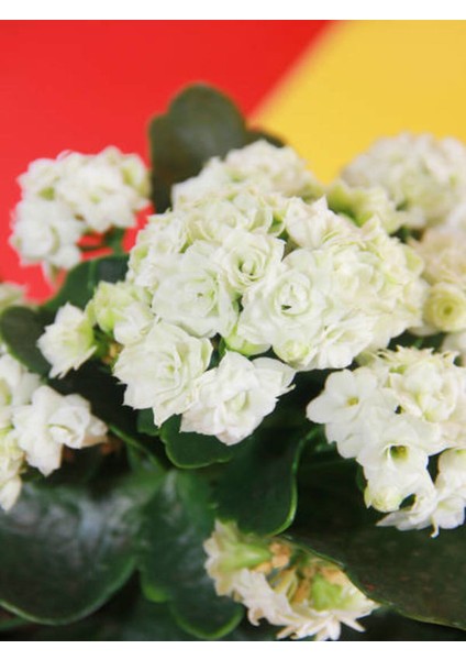 Videolu 1 Adet Beyaz Renk Kalanşo Çiçeği 10-20 cm Saksılı Çiçekli Bodur Bitkiler Kalanchoe fiyatları