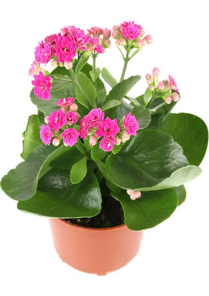 Videolu 1 Adet Pembe Renk Kalanşo Çiçeği 10-20 cm Saksılı Çiçekli Bodur Bitkiler Kalanchoe