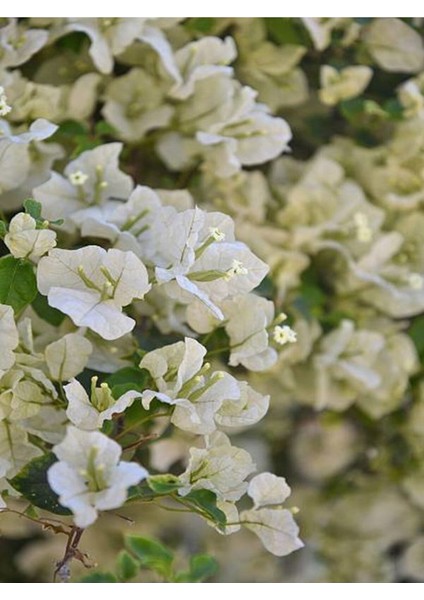 Videolu 1 Adet Beyaz Begonvil Çiçeği 30-55 cm Tüplü Çiçekli Bodur Bitkiler(Begonia)