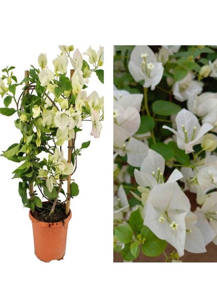 Videolu 1 Adet Beyaz Begonvil Çiçeği 30-55 cm Tüplü Çiçekli Bodur Bitkiler(Begonia)
