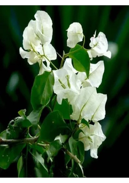 Videolu 1 Adet Beyaz Begonvil Çiçeği 30-55 cm Tüplü Çiçekli Bodur Bitkiler(Begonia)
