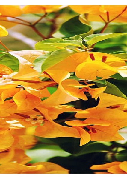 Videolu 1 Adet Sarı Renk Begonvil Çiçeği 30-40 cm Saksılı Çiçekli Bodur Bitkiler "bougainvillea"