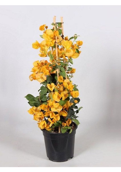Videolu 1 Adet Sarı Renk Begonvil Çiçeği 30-40 cm Saksılı Çiçekli Bodur Bitkiler "bougainvillea"