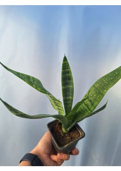 Videolu Zarif Görünümlü 1 Adet Kılıç Çiçeği 30-45 cm Saksılı Iç Mekan Bitkileri (Gladiolus)
