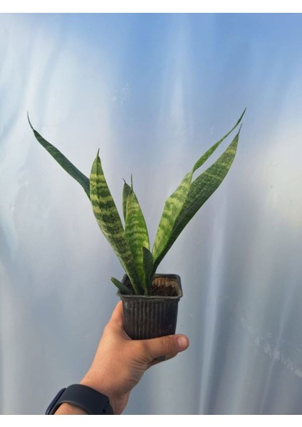 Videolu Zarif Görünümlü 1 Adet Kılıç Çiçeği 30-45 cm Saksılı Iç Mekan Bitkileri (Gladiolus) modelleri