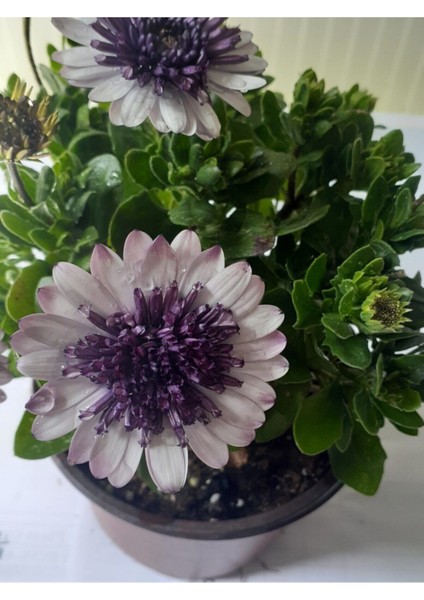 Videolu Rengarenk Bodrum Papatya Çiçeği 35 cm Saksılı Hediyelik Bitki (Bodrum Daisy)