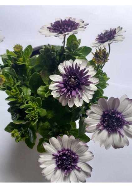 Videolu Rengarenk Bodrum Papatya Çiçeği 35 cm Saksılı Hediyelik Bitki (Bodrum Daisy) fiyatları
