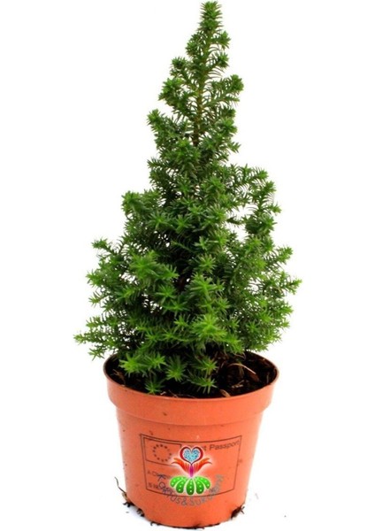 Videolu Chamaecypans Mini Çam Ağacı, Elwoodi Yılbaşı Ağacı 35-45 cm Saksıda Iran Çamı