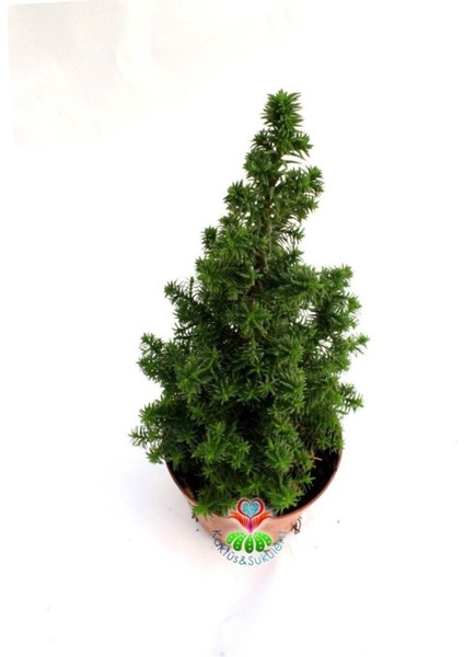 Videolu Chamaecypans Mini Çam Ağacı, Elwoodi Yılbaşı Ağacı 35-45 cm Saksıda Iran Çamı fırsatları
