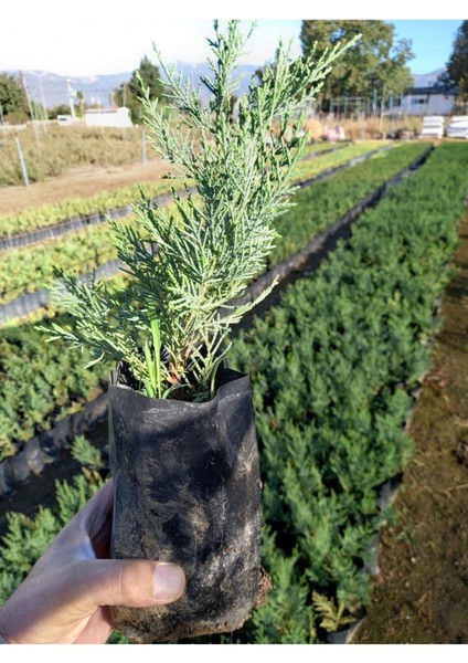 Videolu Leylandi Çit Fidanı (30 50 Cm)10 Adet Tüplü Dış Mekan Ağaç Bitkisi Cupressocyparis Leylandii