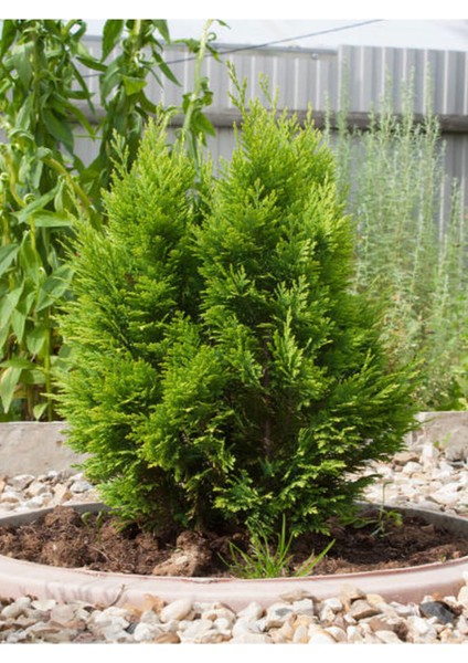 Videolu Leylandi Çit Fidanı (30 50 Cm)10 Adet Tüplü Dış Mekan Ağaç Bitkisi Cupressocyparis Leylandii