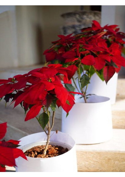 Videolu Atatürk Çiçeği (30 45 Cm)1 Adet Saksılı Ev / Ofis Çiçekli Bodur Bitki Euphorbia Pulcherrima modelleri