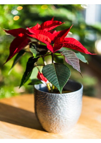 Videolu Atatürk Çiçeği (30 40 Cm)1 Adet Saksılı Çiçekli Bodur Bitki Poinsettia