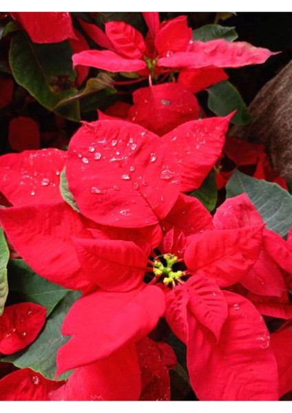 Videolu Göz Alıcı Atatürk Çiçeği (35 45 Cm)1 Adet Saksılı Çiçekli Bodur Bitki Poinsettia