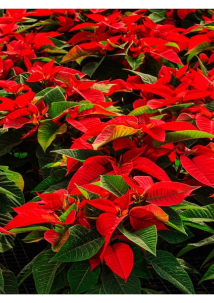 Videolu Göz Alıcı Atatürk Çiçeği (35 45 Cm)1 Adet Saksılı Çiçekli Bodur Bitki Poinsettia modelleri