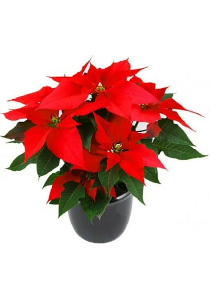 Atatürk Çiçeği -Poinsettia-12 cm Lik Saksi - 25-30 cm Hediyelik Ofis Bitkisi